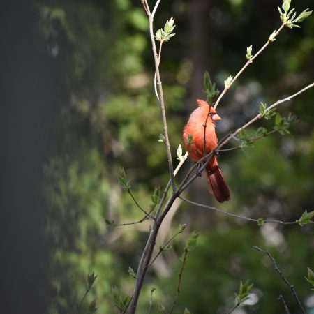 Out & About in Manchester During CQ