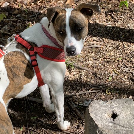 Perambulating the Bounds with Esther